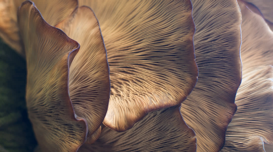 mushrooms
