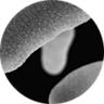 Viome - B. animalis ssp lactis Bl-04