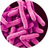 Viome - Ligilactobacillus salivarius