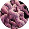 Viome - Streptococcus salivarius M18 (BLIS M18®)