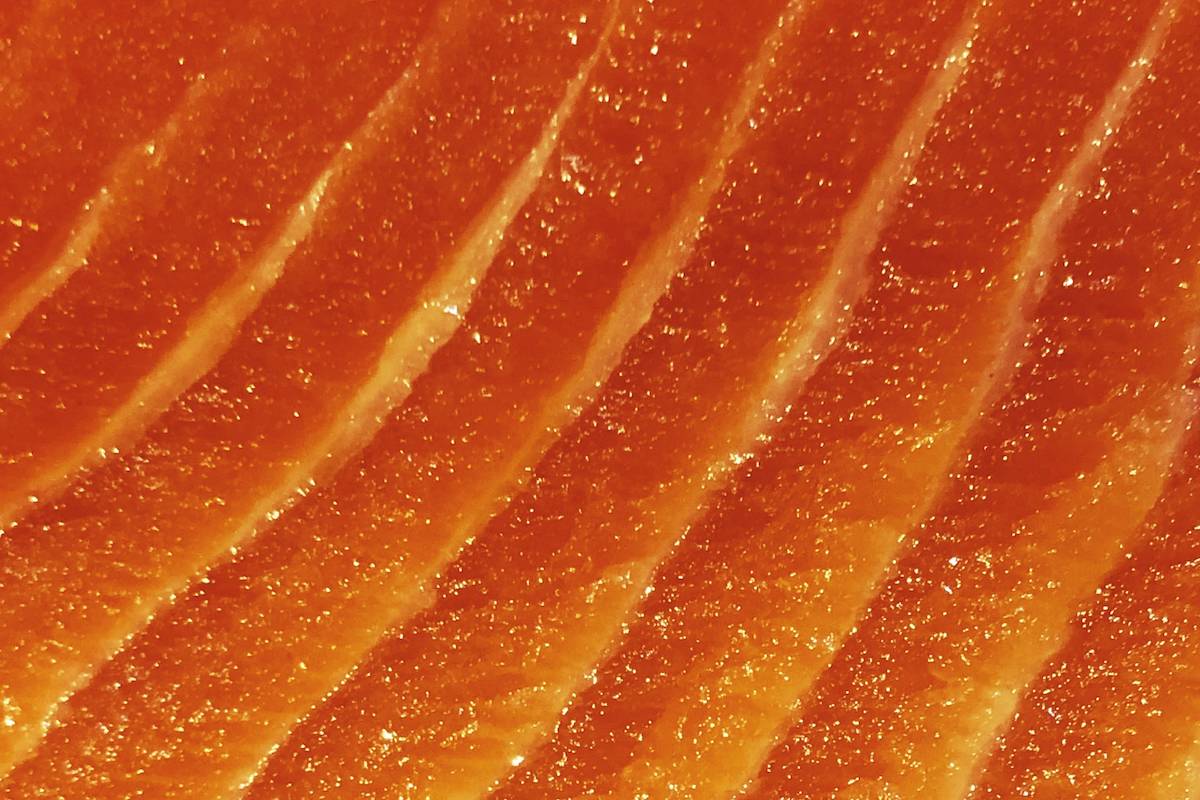 salmon